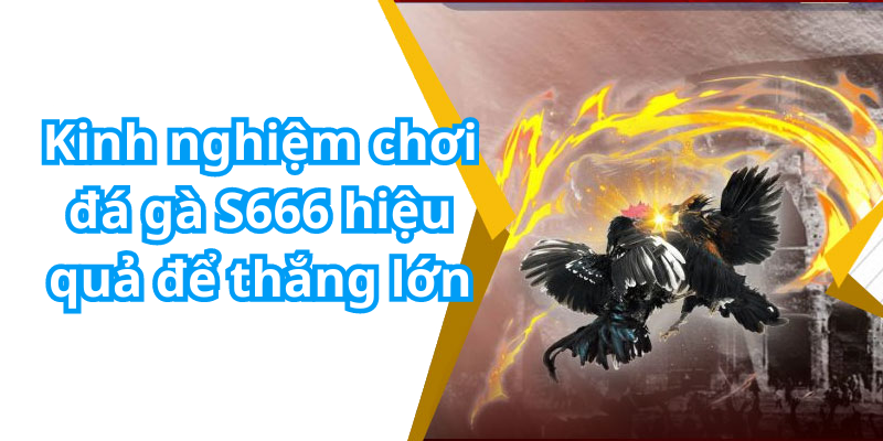 Kinh nghiệm chơi đá gà S666 hiệu quả để thắng lớn