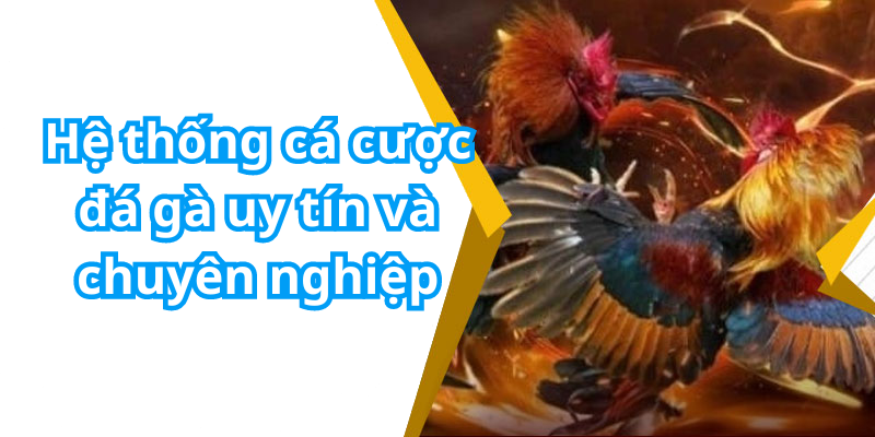 Hệ thống cá cược đá gà uy tín và chuyên nghiệp