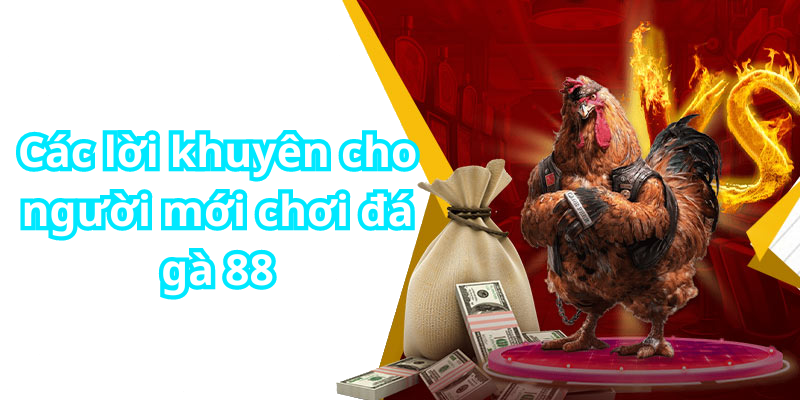 Các lời khuyên cho người mới chơi đá gà 88